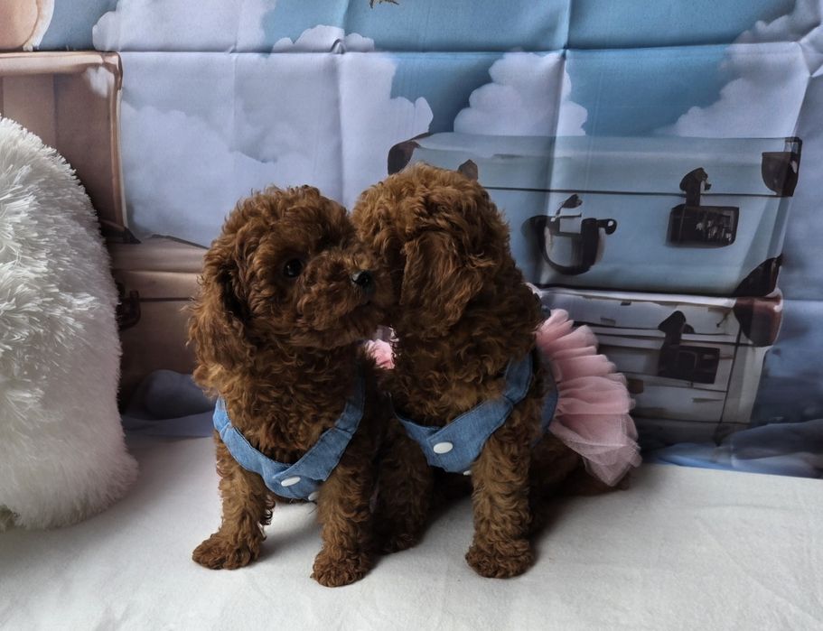 Пудел той Poodle toy с родословие