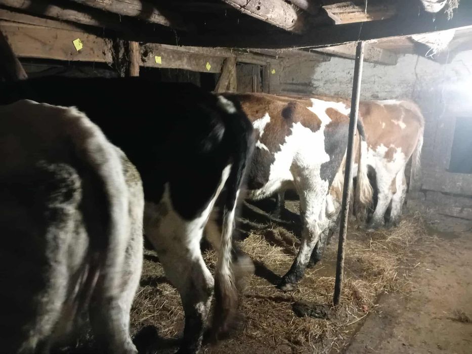 Vaci de vanzare Baltata si Belgian