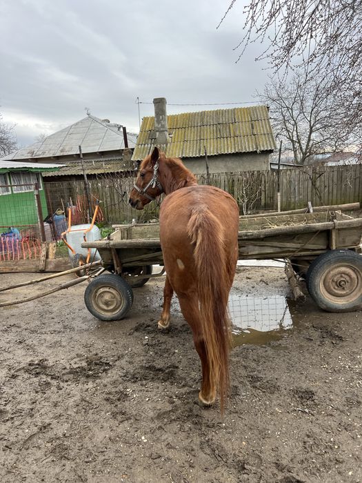 Vând iapă tânără aproximativ 8 ani, sănătoasă și cuminte!