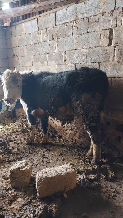 Бұқалар 1,5 жасар