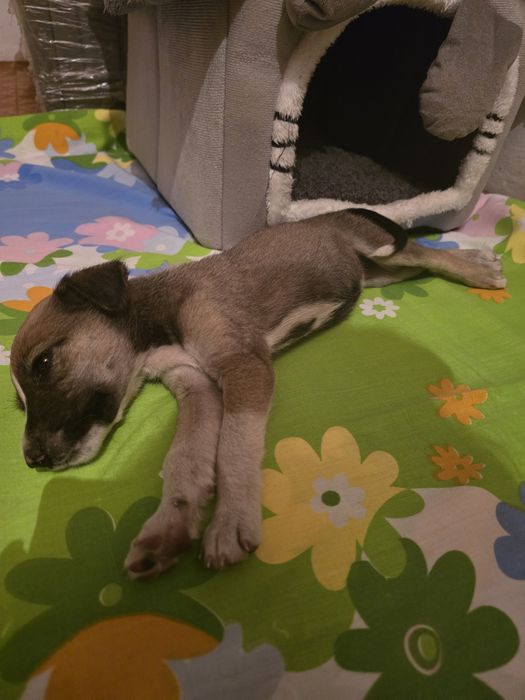 Щенок не для улицы 2 мес девочка