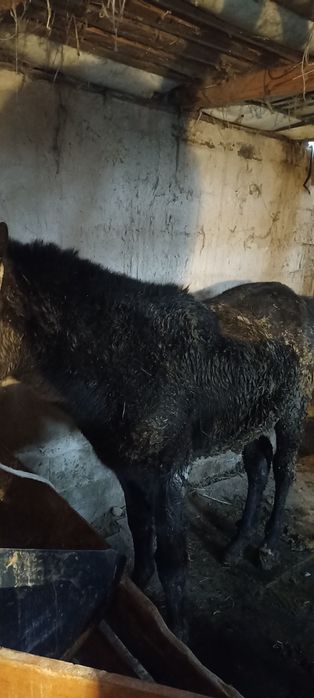 Тай сатылады 1.5жасар