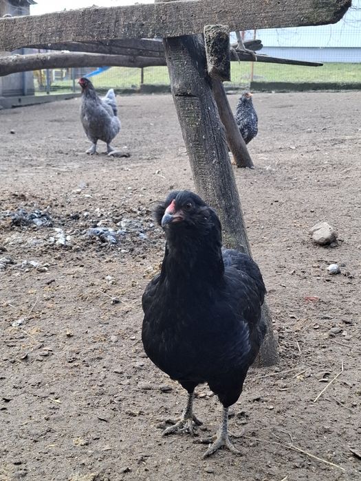 Cocos  araucana tânăr