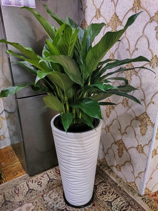 Домашние растения. Есть доставка