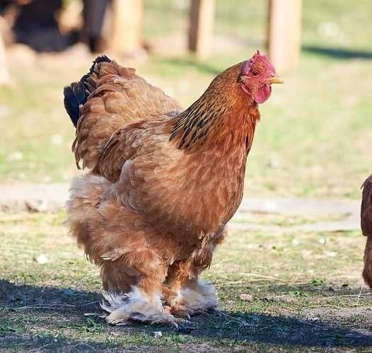 Ouă incubat Brahma, cocoși Brahma