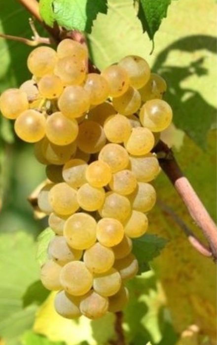 Vând struguri de vin direct de la producator