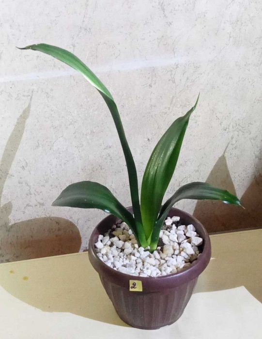 Продам.  Сансевиерия - чемпион по производству кислорода.