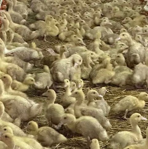 Rațe Pekin si Mulard