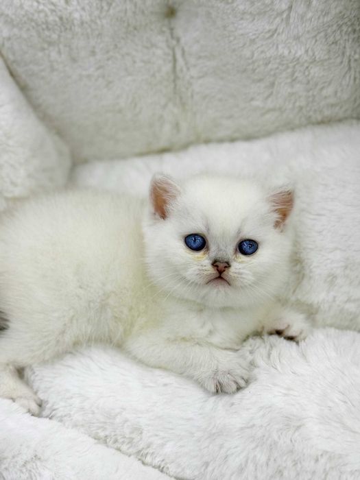 продажа котят породистый