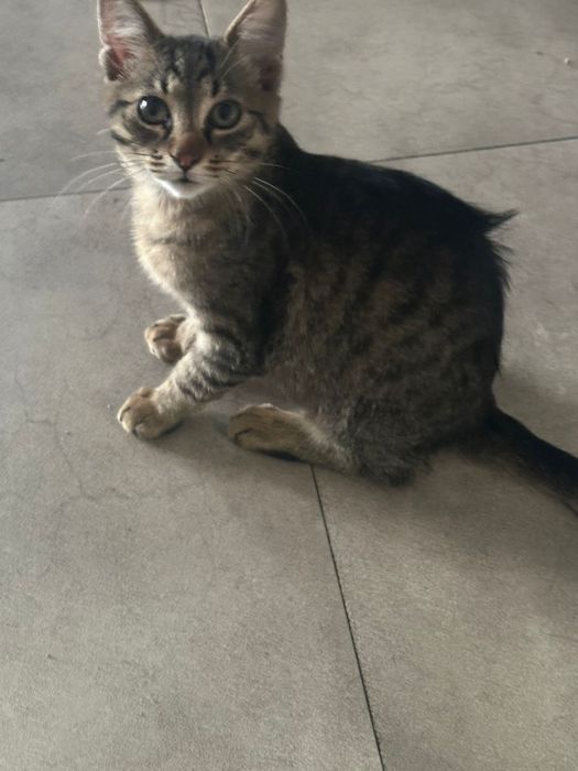 Motănei pentru adopție
