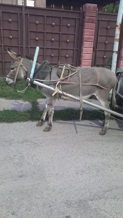 Продам ишака.