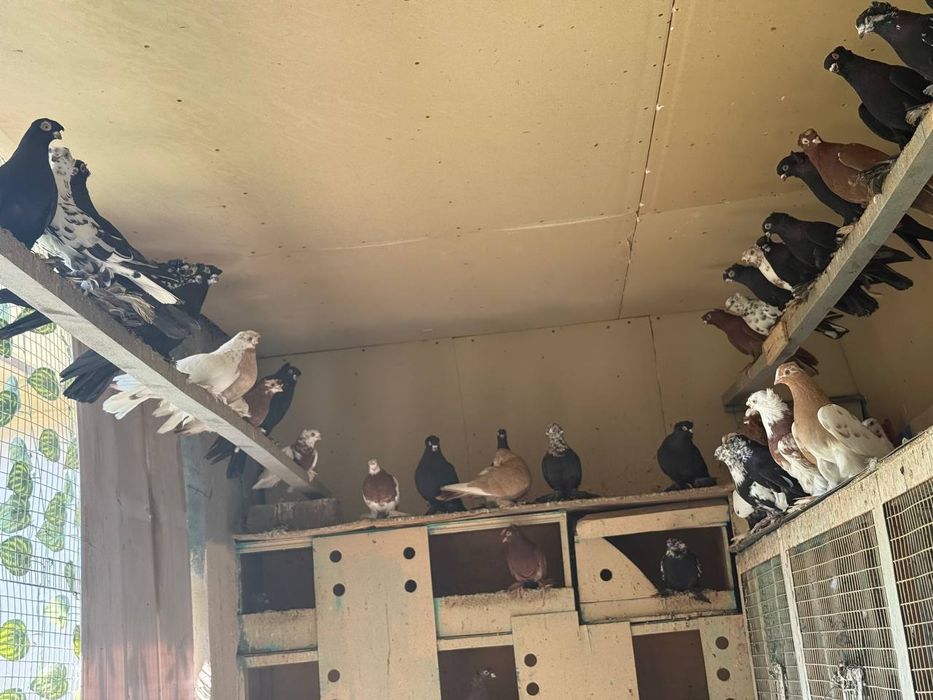 Каптарла сотилади кабутар, kaptar, голубь