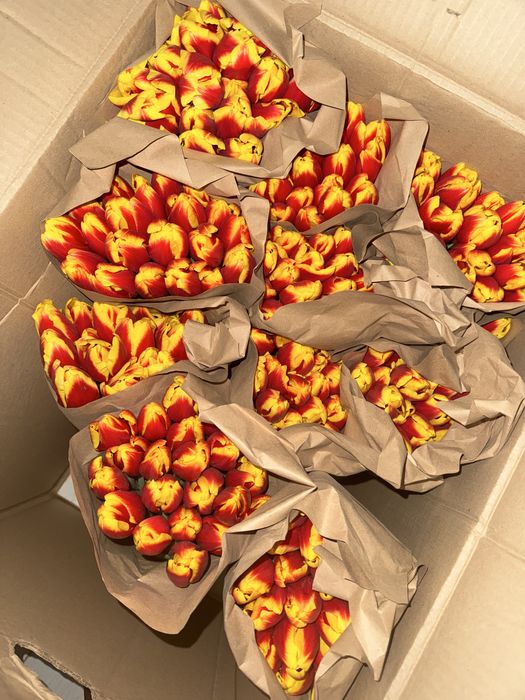 Тюльпан оптом белорусский