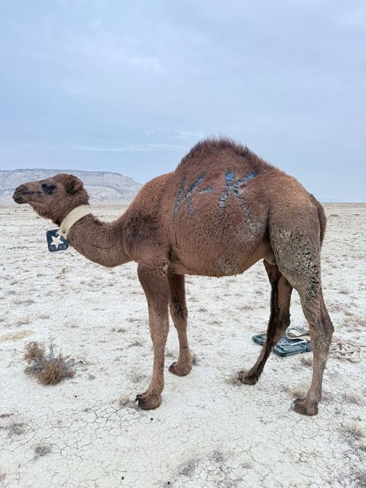 Тайлақ 1,5 жастағы