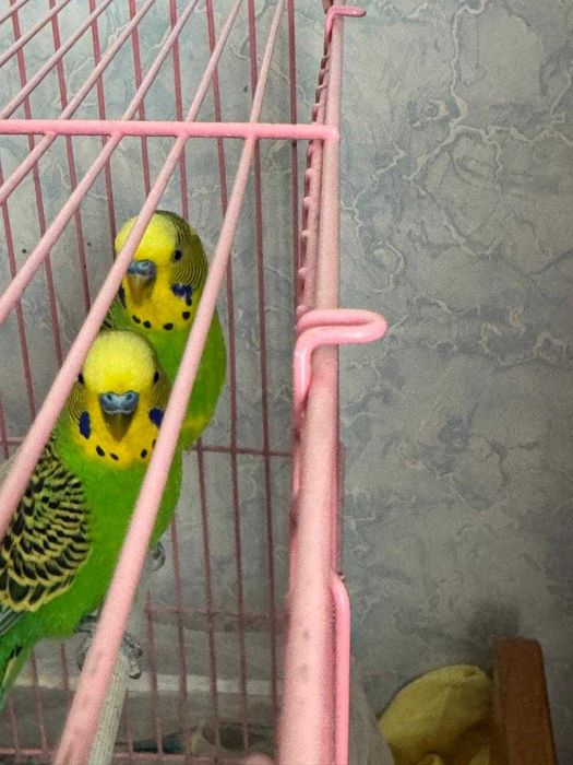 Попугаи с клеткой