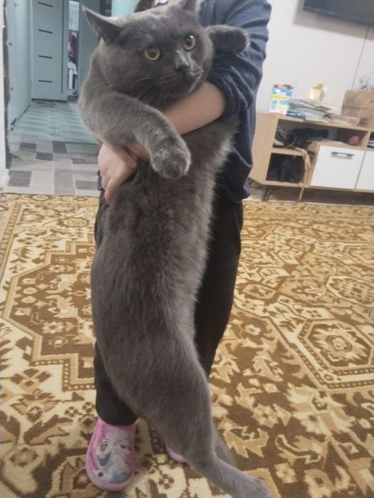 Вязка 5000тг британец короткошерст