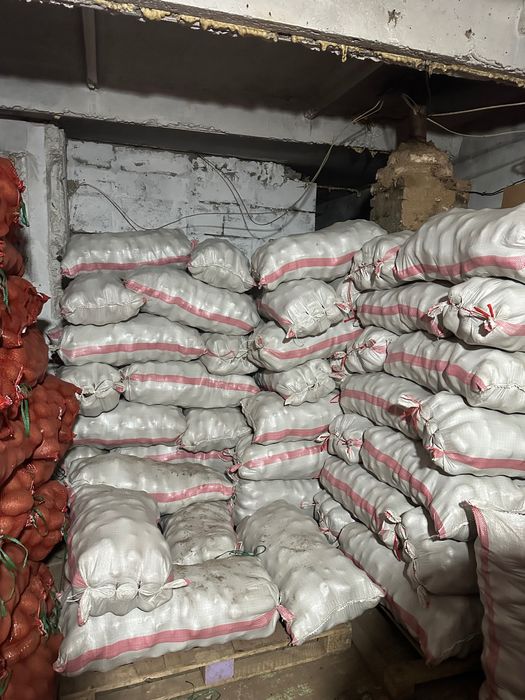 Картофель сорт  Гала