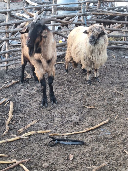 Se vând aceste animale , sau  la schimb  pe  purcei .