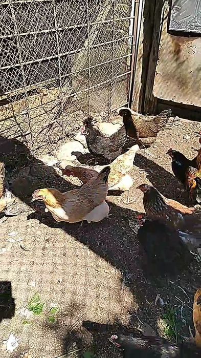 Курицы в мае будет год им