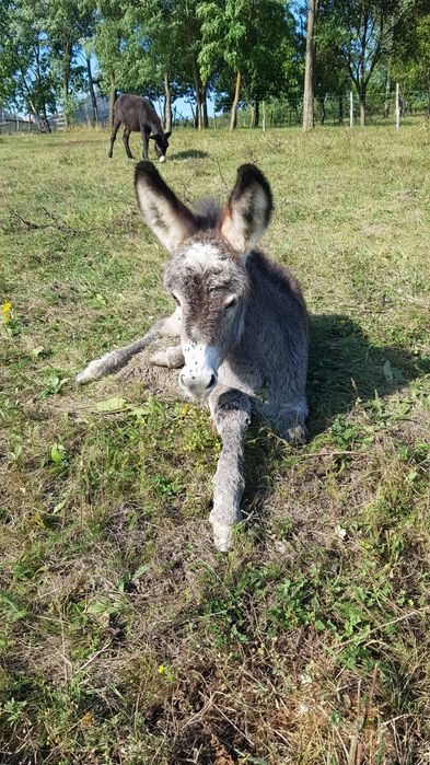 vand lapte de măgăriță