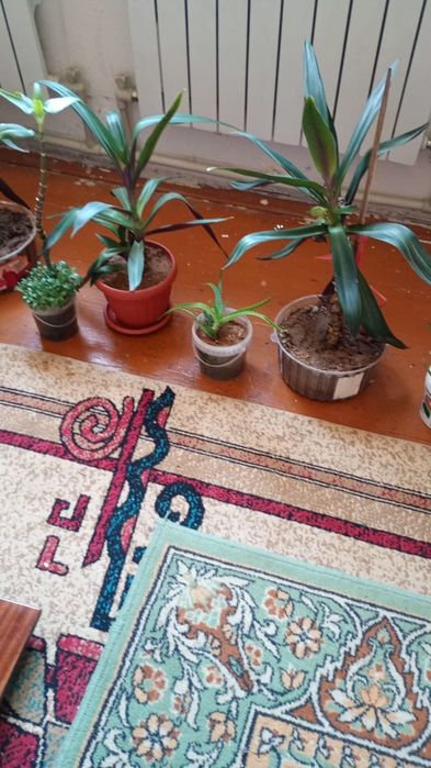 Ростения домашние