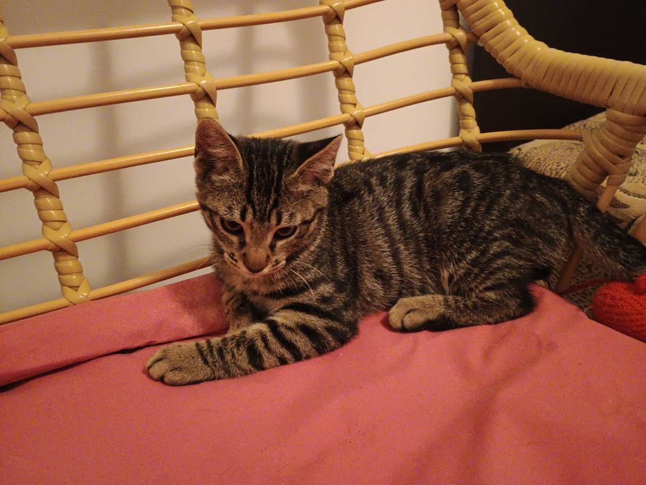 Dau pentru adoptie pui pisica tigrata