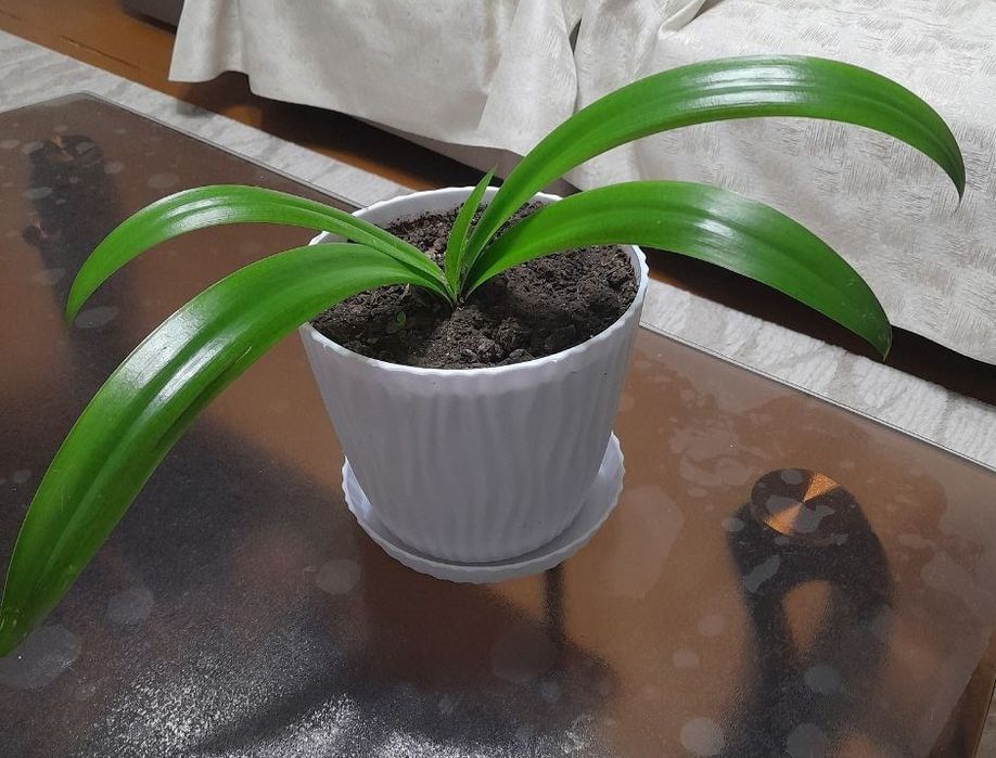 Домашние  красивые цветы