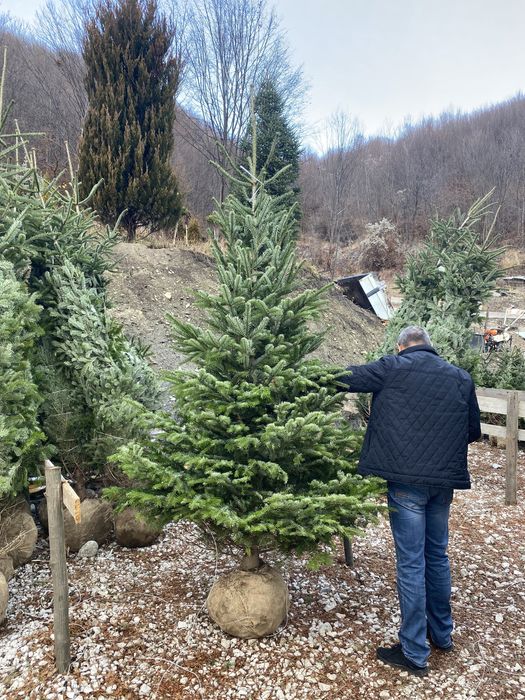 Brazii argintii și verzi
