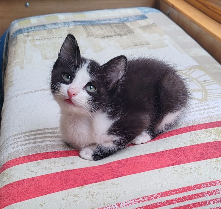 Котята. Мальчик. 2 мес.