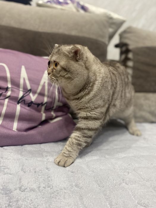 Кот для вязки чистый британец