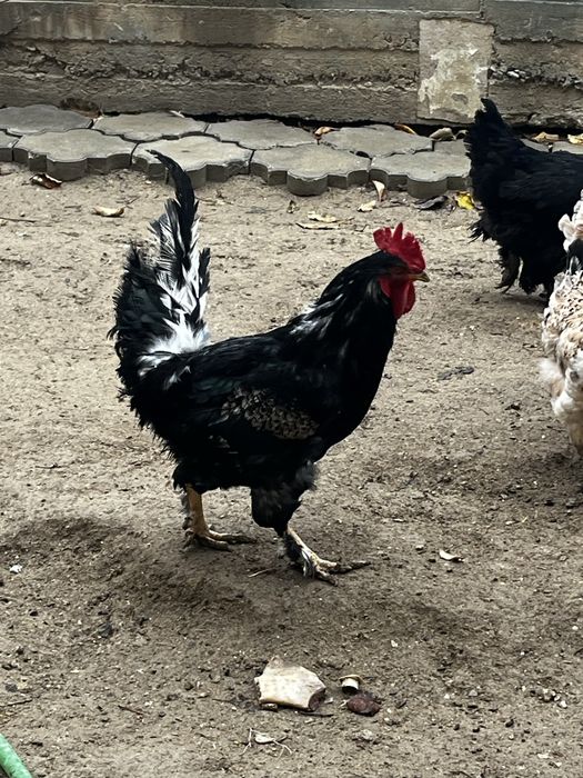 Ассалаумағалейкум