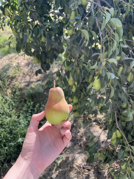Сочная сладкая груша