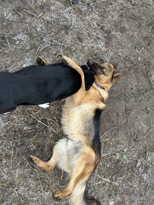 Отдам в хорошие руки