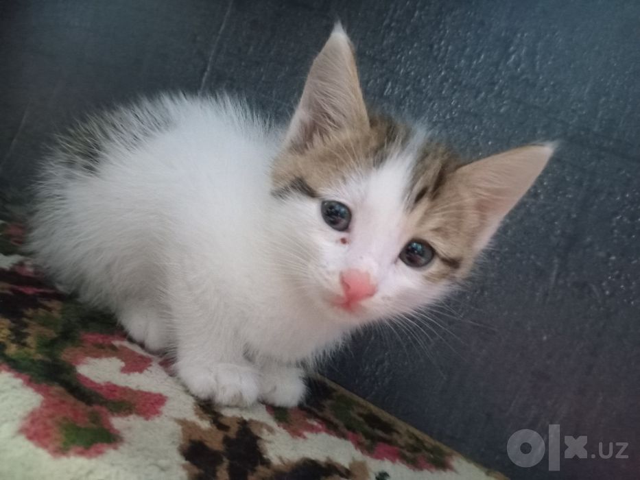 Котятки в добрые заботливые руки