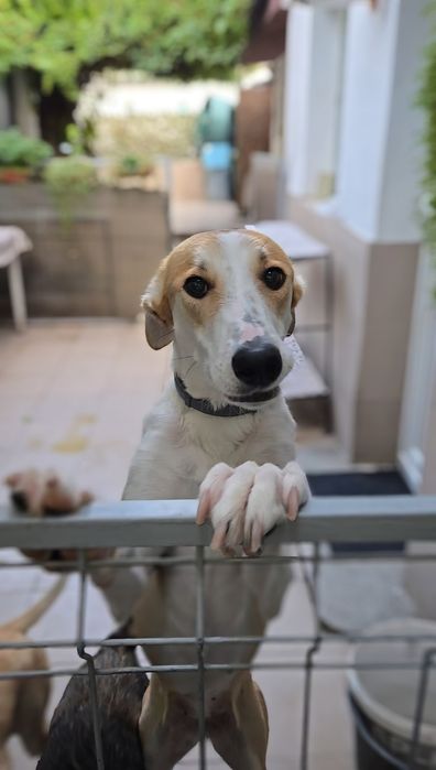 Adoptie caine Bucuresti foarte dragut si dresati