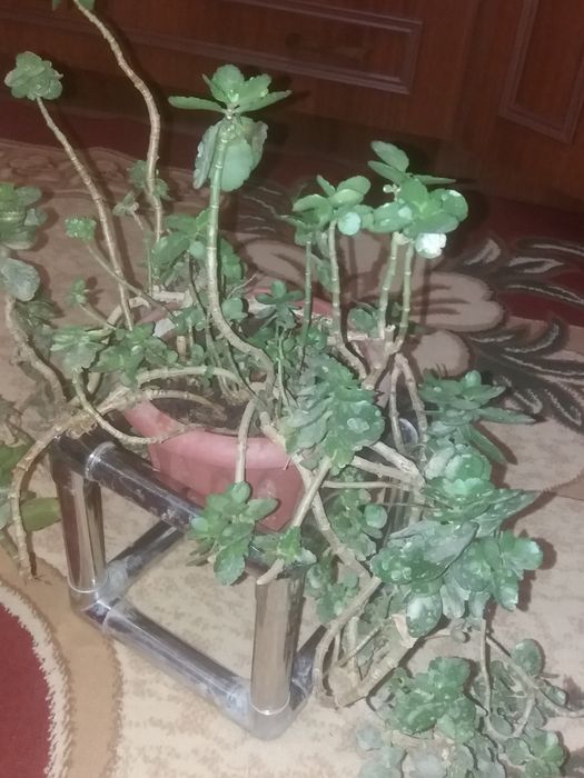 Цветы с горошком