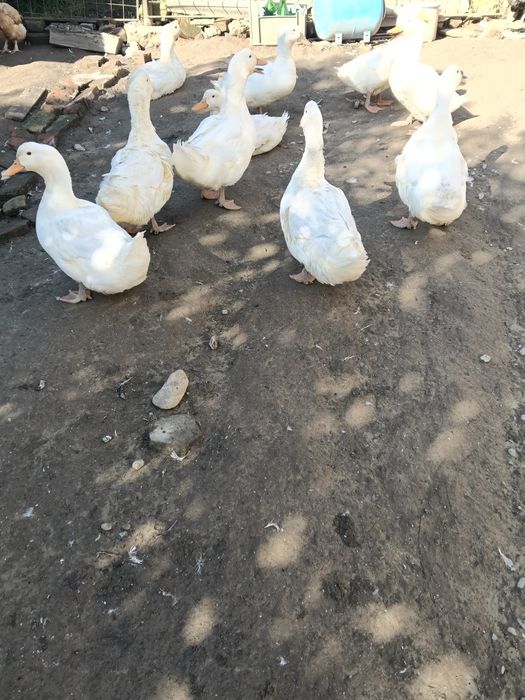 Vând porumbei voiajori pui și bătrâni cu clasări !