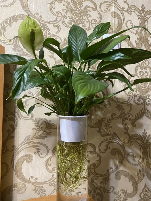 Женское счастье или Спатифиллум