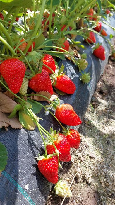 Stoloni căpşuni REMONTANT (produc continu) Agris verde smochin