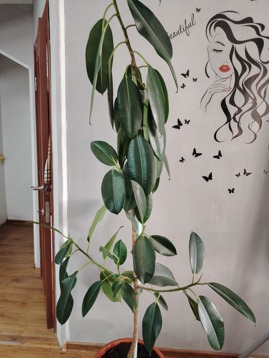 Продам фикус 10.000 тенге