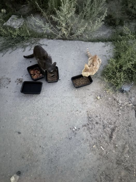 Уличные котята ищут дом