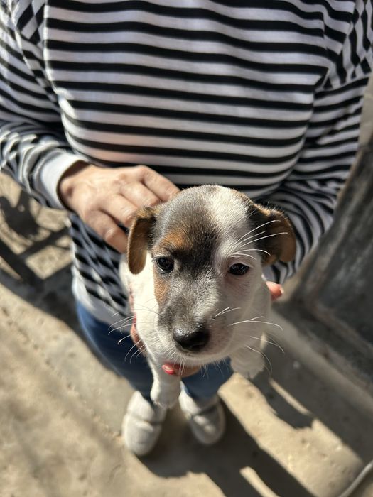 Джак ръсел териер