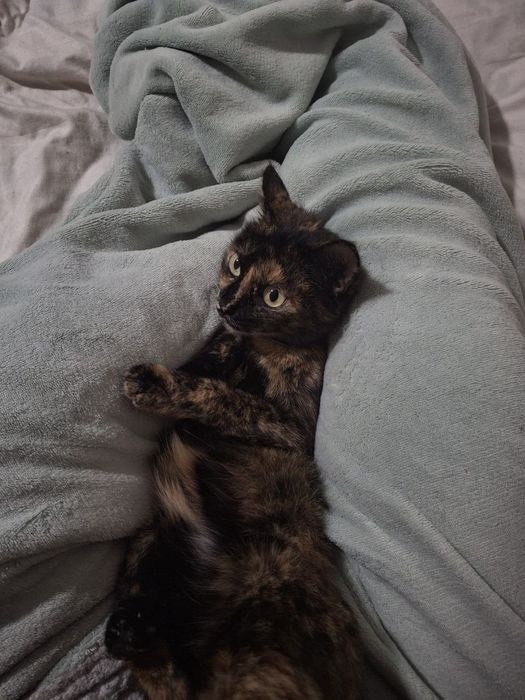 Потерялась кошечка Чудо