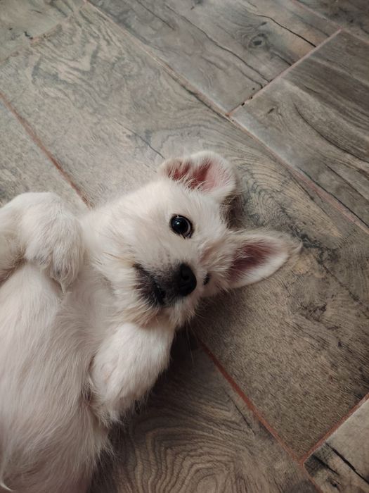 Продам маленькую собачку мальчик