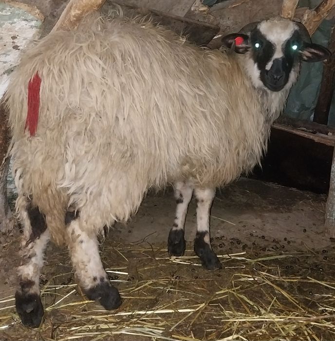 Vând doi berbeci brezi de anul trecut tineri .