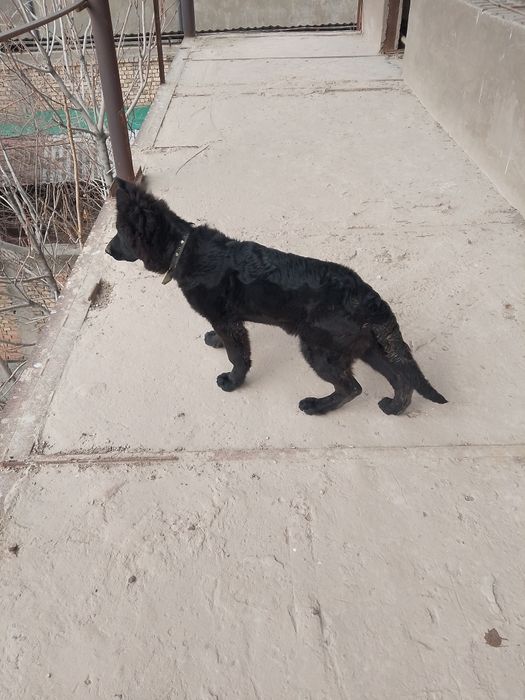 Немецкая овчарка