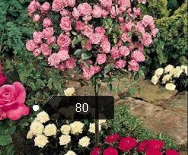 Красиви  рози щамови и бордюрни