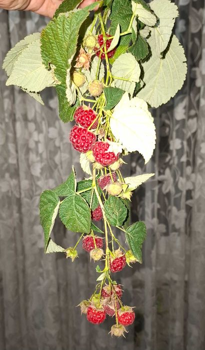 Продам саженцы малины