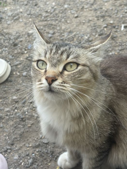 Кошка даром в хорошие руки