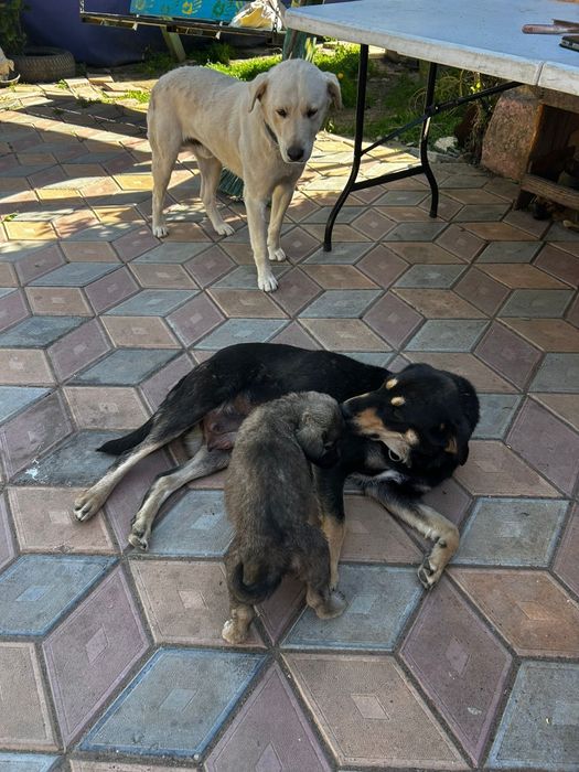 Donez cățeluși labrador